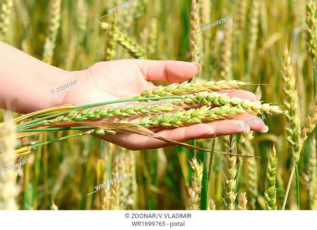 Female hands with wheat ears on a wheaten field