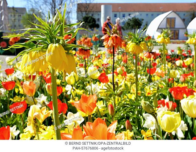 Crown imperial lilies blossom between tulips at the Bundesgartenschau 2015 (National Garden Show 2015) in Premnitz, Germany, 21 April 2015