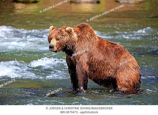 Grizzly Bear (Ursus arctos horribilis) adult, in the water, Brooks River, Katmai National Park and Preserve, Alaska, United States
