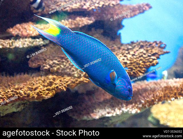 Moon wrasse (Thalassoma lunare) is a marine fish native to tropical Indo-Pacific Ocean