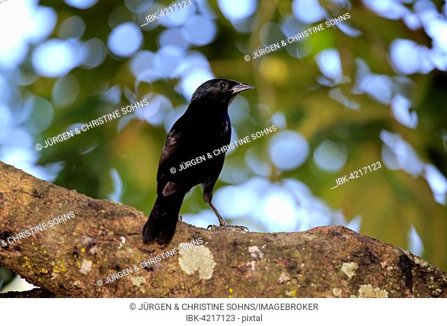 Chopi blackbird (Gnorimopsar chopi) on a tree, Pantanal, Mato Grosso, Brazil