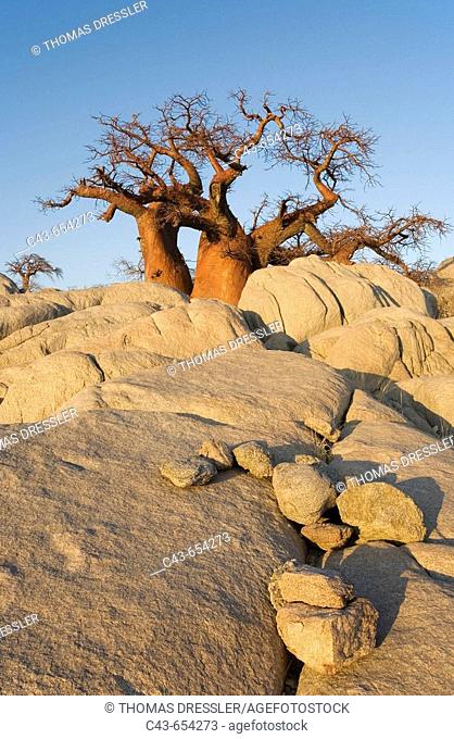 Baobab (Adansonia digitata). In the early morning at the isolated Kubu Island, a mysterious rock island at the western edge of Sowa Pan