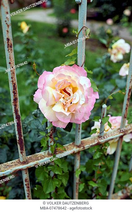 Rose at wrought-iron fence of a castle grounds