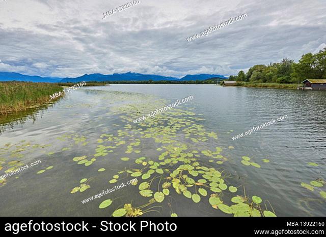 Water lily leaves (Nymphaea) at Chiemsee, cloudy harbor, Bayern, Deutschland