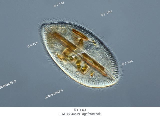 Frontonia (Frontonia), in differential interference contrast