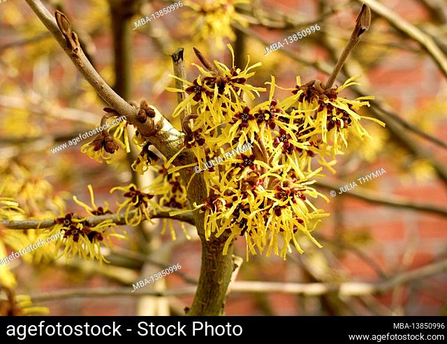 Yellow witch hazel (Hamamelis intermedia)