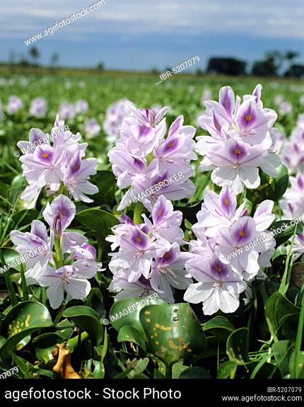 Water hyacinth (Eichhornia crassipes), Pontederiaceae, pikeweed plants