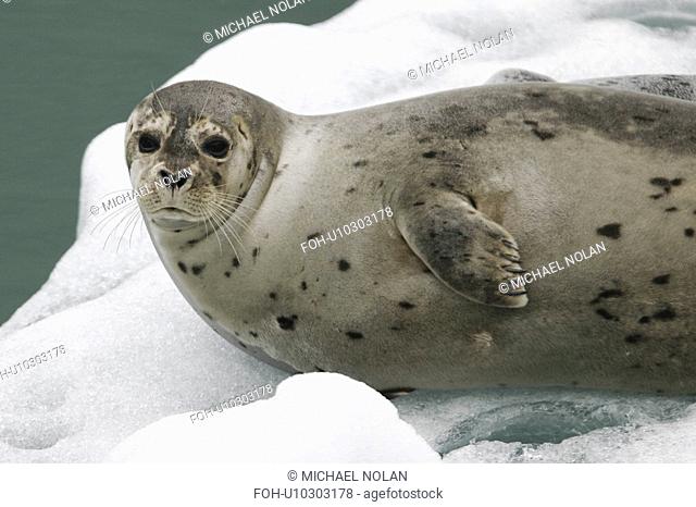 Harbor Seal Phoca vitulina mother and pup on ice calved from the Sawyer Glaciers in Tracy arm, Southeast Alaska, USA. Pacific Ocean