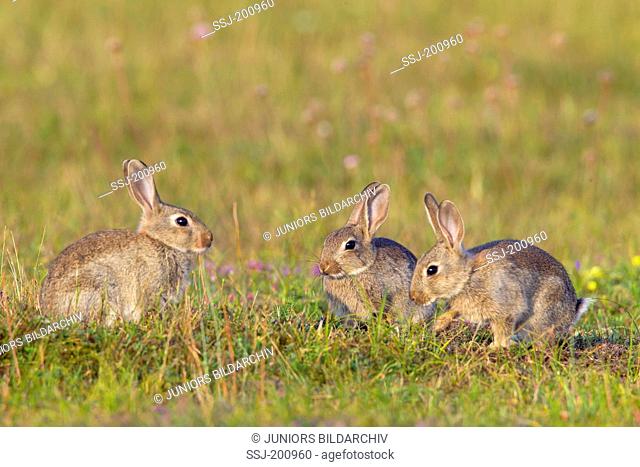 European Rabbit (Oryctolagus cuniculus). Three young on a meadow. Sweden