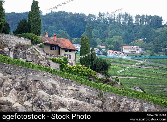 Terrace Vineyards, Rivaz, Lavaux, Vaud, Switzerland
