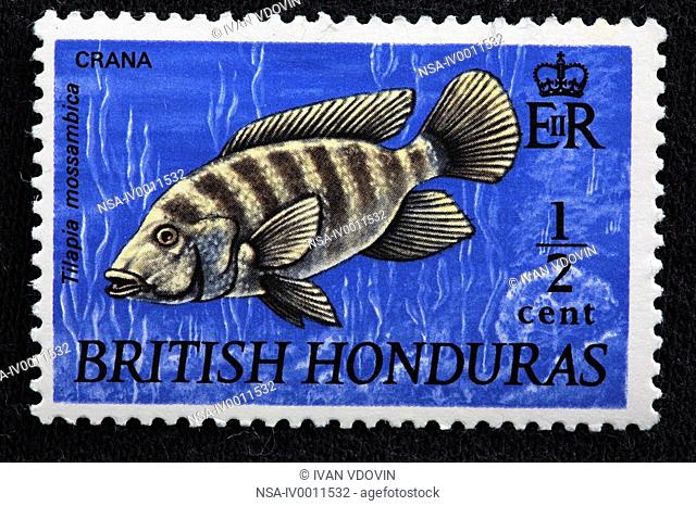 Mozambique Tilapia, Crana Tilapia mossambica, postage stamp, British honduras