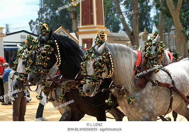 Andalusian horse Equus przewalskii f. caballus, Feria del Caballo
