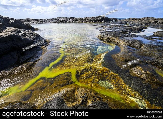 Natural pools Charcones with green algae in Lanzarote, Canary Islands, Spain, Europe