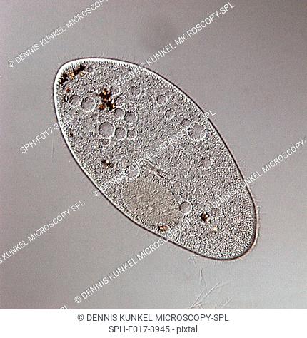 DIC light micrograph of Paramecium. (Paramecium multimicronuleatum), a ciliate protozoan, with oral groove, food vacuoles, nucleus (left edge) and cilia