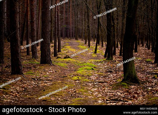 Small narrow forest path for hiking, very shallow depth of field for mystical optics