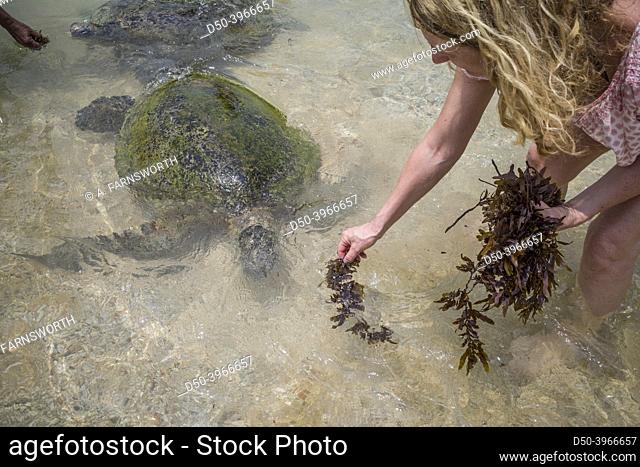 Hikkaduwa, Sri Lanka Tourists feed seaweed to giant sea turtles