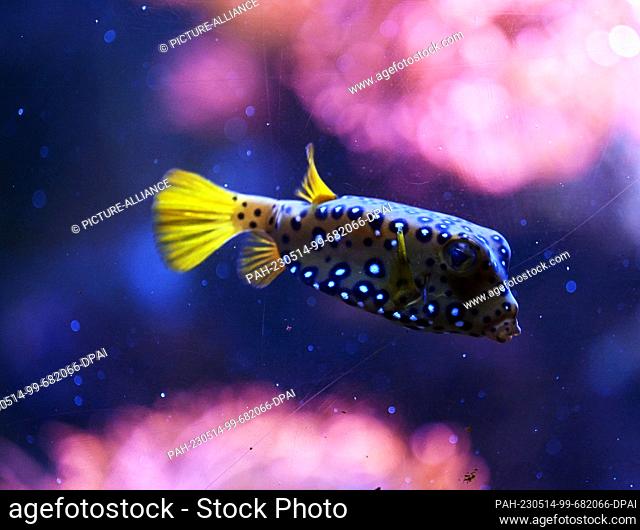 12 May 2023, Berlin: A boxfish (Ostraciidae) swims in an aquarium of the Sealife (photo taken through the glass pane of the tank)