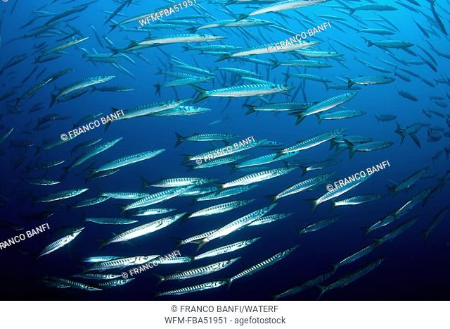 Shoal of Barracuda, Sphyraena sphyraena, Massa Lubrense, Sorrentine Peninsula, Campania, Thyrrhenian Sea, Mediterranean Sea, Italy