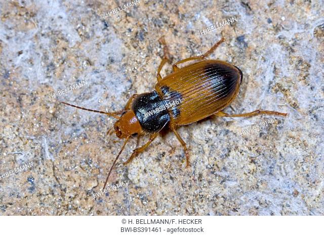 Ground beetle (Diachromus germanus), on a stone, Germany