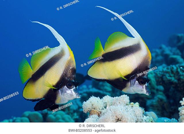 Red Sea Bannerfish (Heniochus intermedius), two individuals in coral reef, Egypt, Red Sea, Elphinestone Reef