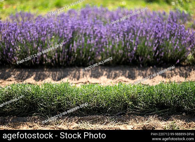 PRODUCTION - 16 June 2022, Baden-Wuerttemberg, Vogtsburg im Kaiserstuhl: Lavender blooms in a lavender field next to harvested lavender
