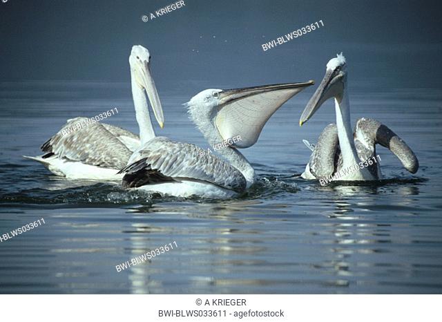 Dalmatian pelican Pelecanus crispus, one individual with a captured fish in its pouch, Greece