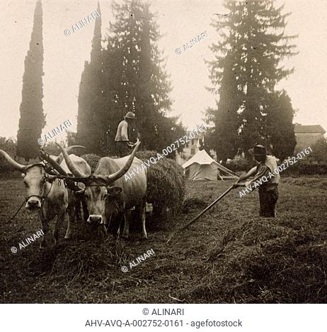 Album of the First World War in Friuli-Venezia Giulia: hay wagon with oxen in the park of Villa Brazzà, home to 17 of the Hospital of war in Soleschiano Manzano