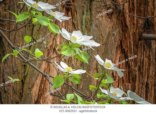 Dogwood Blossoms and Cedar Tree