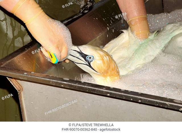 Seabird rescue, contaminated Northern Gannet (Morus bassanus) adult, being cleaned by person, washed ashore after contamination from polyisobutene oil additive...