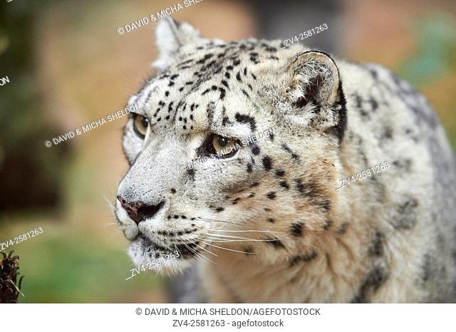 Close-up of a snow leopard (Panthera uncia syn. Uncia uncia) in autumn. Captive. Germany