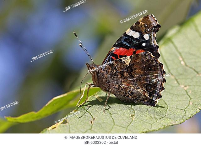 Red Admiral (Vanessa atalanta) sits with closed wings on leaf, Schleswig-Holstein, Germany, Europe