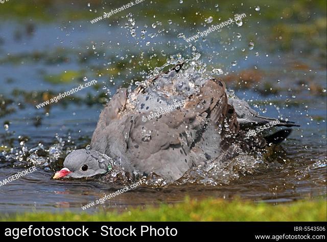 Stock Dove, stock doves (Columba oenas), Pigeons, Animals, Birds, Stock Dove adult, bathing in pond, splashing water, Norfolk, England, United Kingdom, Europe