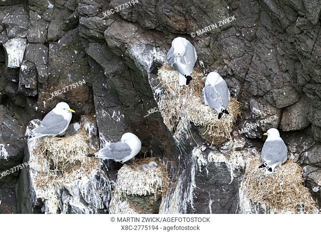 Black-legged kittiwake (Rissa tridactyla), colony in the cliffs of the island Mykines, part of the Faroe Islands in the North Atlantic