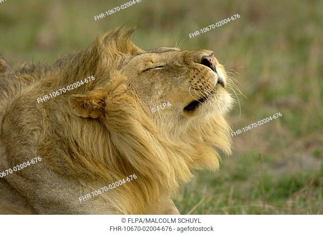 Lion Panthera leo adult male stretching, close-up of head and mane, Masaii Mara, Kenya