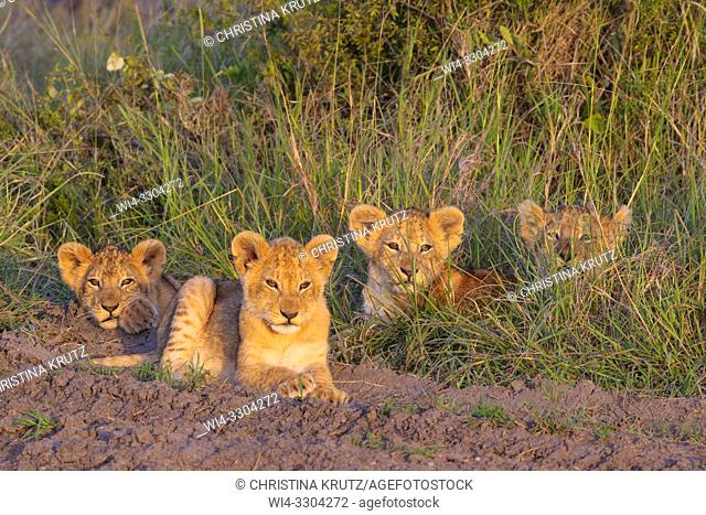 African Lion cubs, Masai Mara National Reserve, Kenya, East Africa