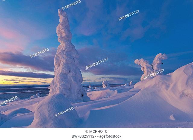 evening mood in snowy landscape in Stubba National Park, Sweden, Lapland, Muddus NP, Galivaere