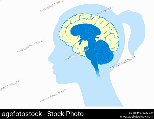 Neocortex of a woman's brain on white background