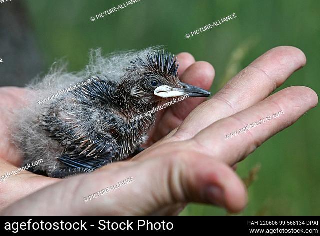 06 June 2022, Brandenburg, Potsdam: A Hoopoe chick is ringed by a bird ringers in Sielmann's natural landscape Döberitzer Heide
