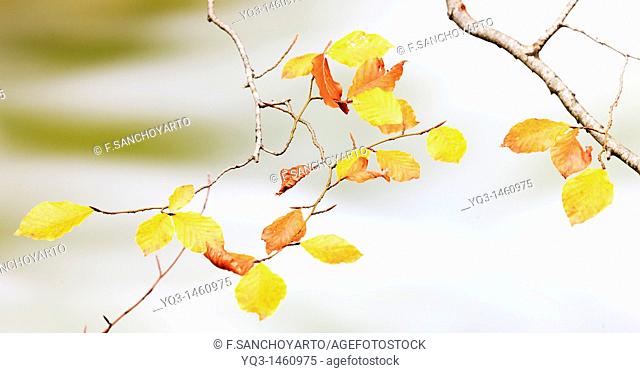Beech tree leaves in autumn, near Urederra river source in Urbasa, Navarra, Spain