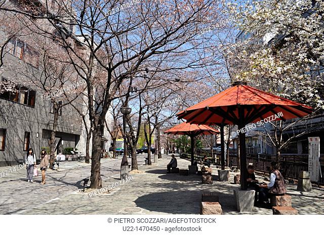 Kyoto (Japan): blossoming trees by Shinbashi-dori in Gion, during Spring