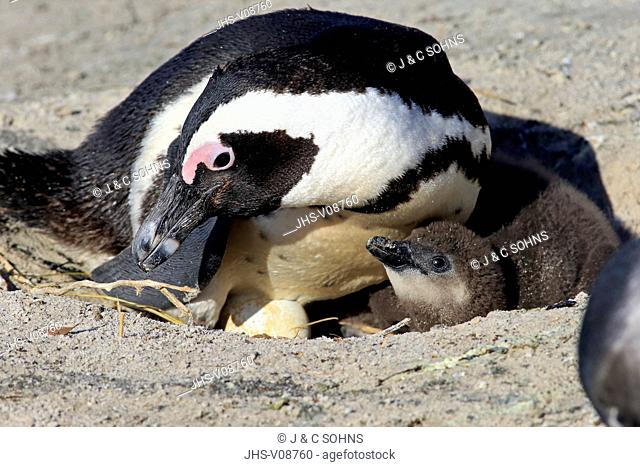 Jackass Penguin, African penguin, (Spheniscus demersus), adult with young at nest, Boulders Beach, Simonstown, Western Cape, South Africa, Africa