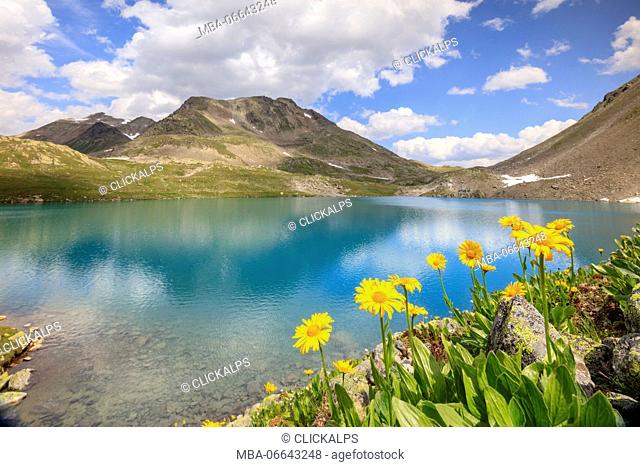 Turquoise lake framed by yellow flowers and rocky peaks Joriseen Jörifless Pass canton of Graubünden Engadin Switzerland Europe