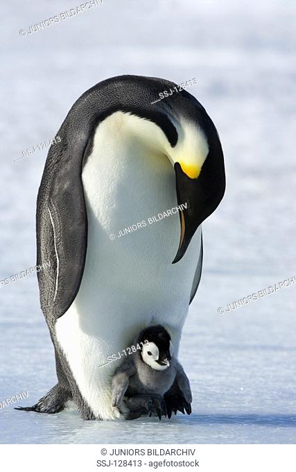 emperor penguin with cub - Aptenodytes forsteri