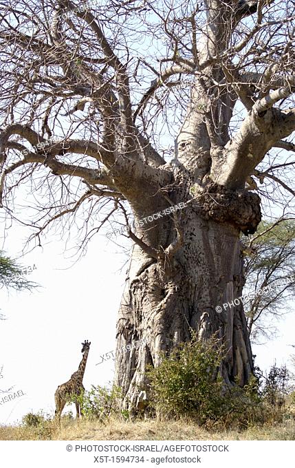 Tanzania wildlife safari a giraffe by a Baobab tree
