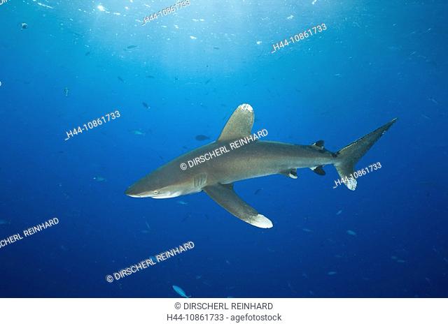 Oceanic Whitetip Shark, Carcharhinus longimanus
