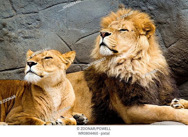 lion couple