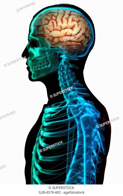 Stylized side view of a silhouetted male skin and X-ray style skeleton with the brain visible within the head