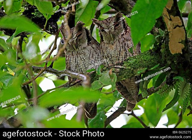 Tropical screech owl (Megascops choliba luctisonus), adult pair, sitting on a branch during rain, El Valle, Panama, Central America