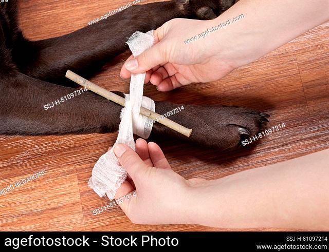 A tourniquet bandage is put on a Labrador Retriever. Sequence: 2 of 6