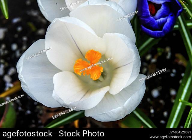 White Yellow Crocus Blossom Blooming Macro Bellevue Washington State. First flower of spring